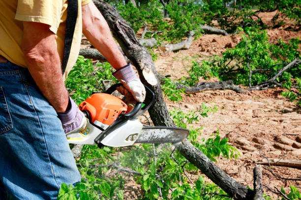 Best Residential Tree Removal  in Hutchinson, MN